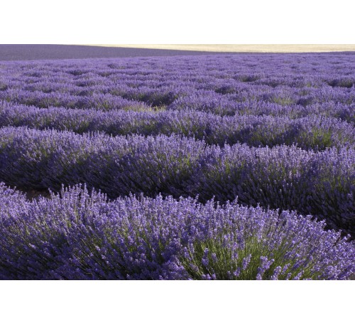 Лаванда узколистная Дварф Блю (Dwarf Blue) 
